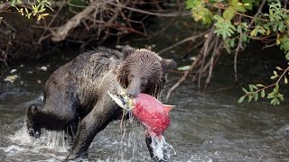 Hannah Creek Meziadin Junction Cassiar Highway British Columbia [upl. by Meyers134]