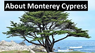 Monterey Cypress  Hesperocyparis macrocarpa  Native California formerly Cupressus [upl. by Mureil900]