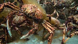 Spidercrabs algae and weed managers of Port Phillip Bay [upl. by Ailadgim967]