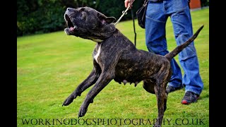 AVD eV Perro de Presa Canario dogo canario molosser alano welpen zucht züchter k9 working dogs [upl. by Isbella]