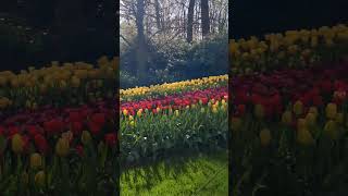 keukenhof [upl. by Avad]