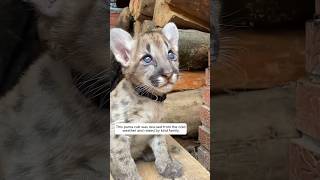 This puma cub was rescued from the cold weather and then animalshorts puma [upl. by Hessler718]