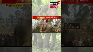 Kasba গ্রামে দলছুট হাতির তাণ্ডব ঘুমপাড়ানি গুলিতে Elephant কে কাবু বনদফতরের । shorts [upl. by Bilak]