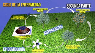 2 ANTRACNOSIS EN CÍTRICOS EPIDEMIOLOGÍA Y CICLO DE LA ENFERMEDAD [upl. by Chute721]