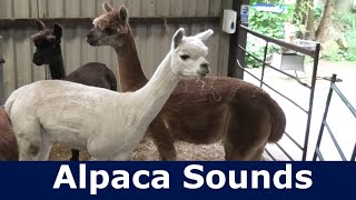 Alpaca Sounds  Alpaca Hum Sound  Alpaca Noise  Alpaca Humming Sounds [upl. by Etnovad597]