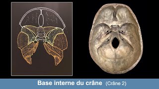 Anatomie de la base interne du crâne Ostéologie du crâne 2 [upl. by Ennairod139]