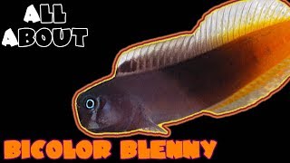 All About The Bicolor Blenny [upl. by Ellevehs322]