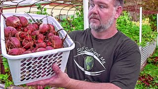 5 TOP TIPS How to Grow a TON of Beetroot [upl. by Enilrahc]