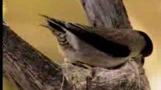 How birds camouflage their nests  David Attenborough  BBC wildlife [upl. by Davidson]