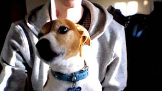 Jack Russell Terrier Singing Summertime [upl. by Almap]