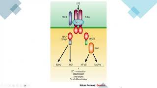 inflamatory response in the periodontium [upl. by Elleinod]