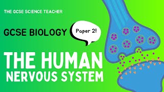 GCSE Biology The Nervous System AQA OCR Edexcel [upl. by Harmonie539]