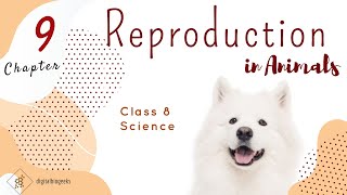 Reproduction in animals  Class 8 Science  Chapter 9  Full Chapter  NCERT  CBSE [upl. by Kcirdet]