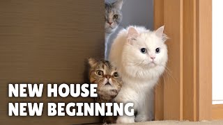 New House New Beginning  Kittisaurus Villains [upl. by Kcirddes964]