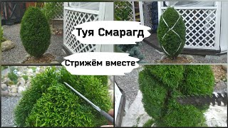 Туя СмарагдСтрижём вместе [upl. by Anoid]