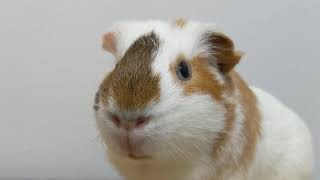 Chip The Guinea Pig Doesnt Realize He Is Famous [upl. by Nail]