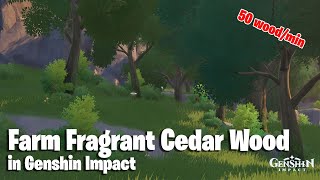 Where to find Fragrant Cedar Wood Best Farm Route  Genshin Impact [upl. by Skurnik]