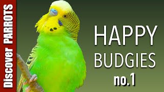 Happy Budgies 1  Budgerigar Sounds to Play for Your Parakeets  Discover PARROTS [upl. by Bristow]