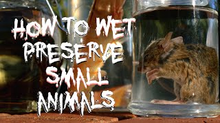 How to Wet Preserve Small Animals [upl. by Dielu]