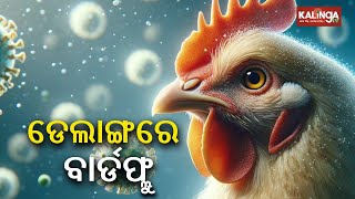 Bird Flu outbreak spreads in Delanga  Kalinga TV [upl. by Binnie]