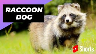 Raccoon Dog 🐶 Unique Animal You Have Never Seen [upl. by Petronella]