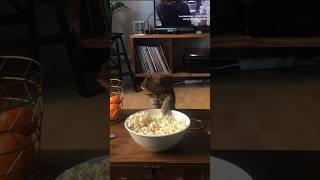 Never Seen a Cat Eat Popcorn 🍿 [upl. by Atnauqahs]