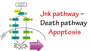 Jnk Pathway [upl. by Meibers107]