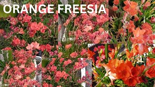 Beautiful Flame Freesia Flowering and How to save Freesia Bulbs for Next Year All Care  In Nepali [upl. by Arvell]