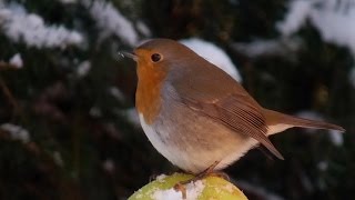 Vögel und ihre Stimmen  Rotkehlchen [upl. by Sudnac509]