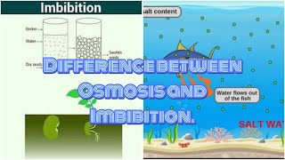 Difference between Osmosis and Imbibition education youtubevideo biology viralvideo [upl. by Ahsym]