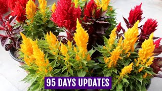 Know How to Grow n Care for Celosia Plants  Complete GUIDE [upl. by Peirce]