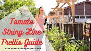 The Best Tomato Trellis  DIY String Line Tomato Trellis [upl. by Laud]