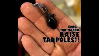 Sooooo you wanna raise tadpoles [upl. by Jorgan58]