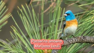 O canto da Mariposa lazuli  Passerina amoena [upl. by Chiaki]