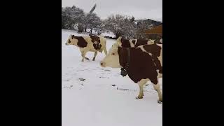 LE BONHEUR DE PRENDRE LAIRpour les 90 vaches laitières de race montbéliarde de la ferme Bonnafoux [upl. by Anaiuq]