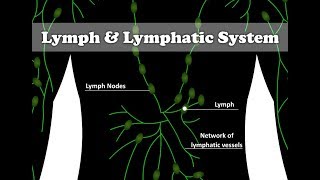 What is Lymph Lymphatic System explained with animation [upl. by Annaid]