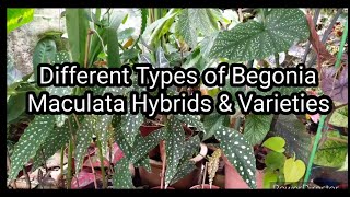 Different Types of Maculata Wrightii Hybrids and Varieties Edited [upl. by Husein]