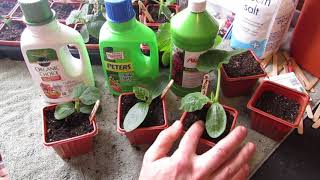 Complete Guide for Growing Cucumbers Seed Starting Transplanting Fertilizing Trellsing amp Pests [upl. by Heins]