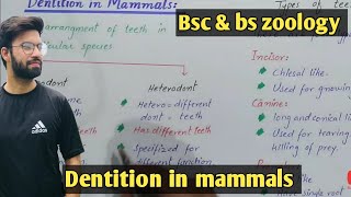 Dentition in mammals class bsc and bs zoology  mammals dentition class bsc and bs zoology [upl. by Layton439]