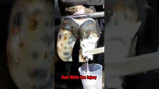 Hoof White line injury tiktok fyp viral cow hoof hoofcare hoofpicking hoofcleaning [upl. by Keffer]