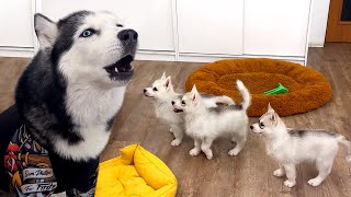 Talking Husky Teaches Tiny Puppies to Sing [upl. by Gibe]