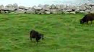 Soay Sheep on Saint Kilda [upl. by Anahc]