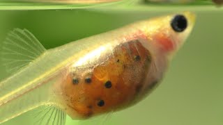 The Amazing SeeThru Glass Belly Guppy [upl. by Grobe493]