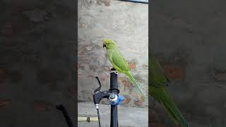 Aja Ty Bay Ja Cycle Ty ajatybejacyclety mithoo indianringneckparrat parrotspeak parrotsinging [upl. by Ecirrehs]