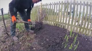 Weeding Bindweed [upl. by Sabir]