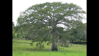 CEIBA PENTANDRA BRENDA LETICIA [upl. by Fernyak]