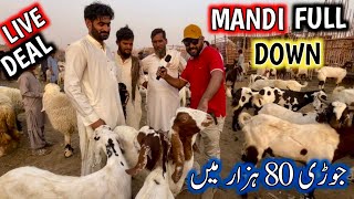 bakra mandi 2024  shahpur kanjra mandi lahore 2024 [upl. by Hairaza]