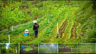 JOURNEY to start growing a new vegetable season in the MISTY LAND l MPFarm [upl. by Norehs]