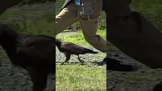 足の下をくぐるよ💖フォークランドカラカラ★ディアちゃん★Striated Caracara★ [upl. by Prestige]