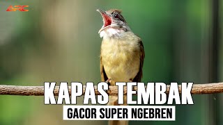 KAPAS TEMBAK GACOR SUPER MEWAH [upl. by Apicella]